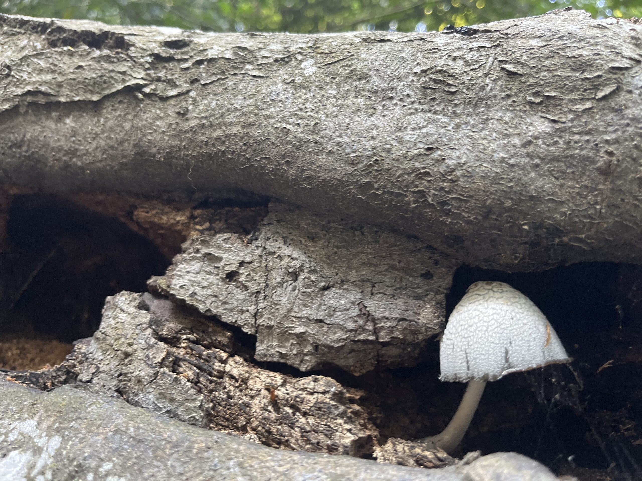 Sacred Ecologies of Landscapes and the Feminine